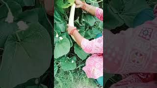 season ki best vegetable organicgarden organic plants harvest [upl. by Ahsenor534]