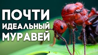 МУРАВЬИ УБИЙЦЫ ВОЗВРАЩАЮТСЯ Myrmicaria brunnea  всепоглощающая ОРДА МУРАШЕЙ \\ Димон и пумба [upl. by Anidene]