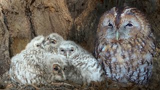 Tawny Owls Raise Big Brood  Full Story  Bonnie and Ozzy  Robert E Fuller [upl. by Brott]