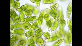 Euglena viridis [upl. by Idnat369]