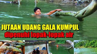 MENGEJUTKAN RIBUAN UDANG GALAH KUMPUL DI LOPAKLOPAK AIR SUNGAI [upl. by Drus]