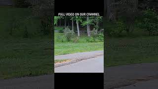 FAMILY OF DEER CROSS THE ROAD  our neighborhood pals  subscribe youtubehighfive [upl. by Nosral]