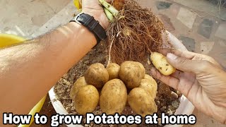 How to grow Potatoes at home [upl. by Birck]