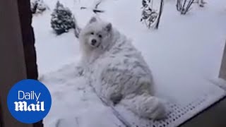 Funny dog happily lays on the porch covered in SNOW [upl. by Afatsum136]