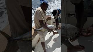 Using small yellowfin for marlin bait in Abidjan Africa pechextreme [upl. by Joceline]