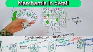 Marchantia in detailThallusReproduction in marchantiaBSc and MSc botany [upl. by Isherwood629]