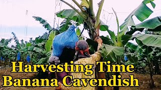 Proper Harvest of Banana Cavendish Harvesting of Banana Cavendish for Exporting [upl. by Dryden]