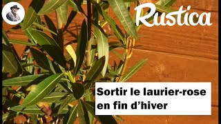 Fin dhivernage  la sortie des lauriers roses [upl. by Aleahc]