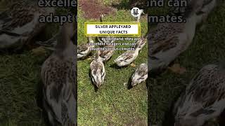 Silver Appleyard Unique Facts shorts funny animals facts [upl. by Silbahc240]