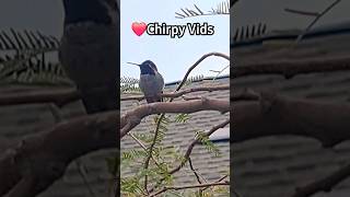 ❤️Chirpy Vids Feeder Chirp 🍋lemonjoe [upl. by Adnilem]