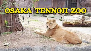 4K OSAKA TENNOJI ZOO WALKING TOUR  OSAKA JAPAN [upl. by Curcio]