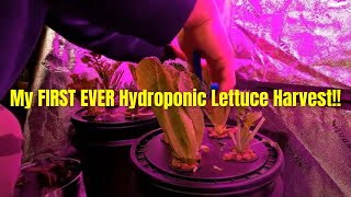 My FIRST EVER Hydroponic Lettuce Harvest [upl. by Dunson]