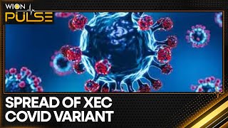 COVID variant XEC sees rapid global growth  Latest News  WION [upl. by Moonier]