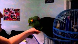 Blue front amazon parrot Fernando talking and singing [upl. by Anelej731]