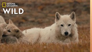 The Wolf Queen and Cubs  Kingdom of the White Wolf [upl. by Gianni267]