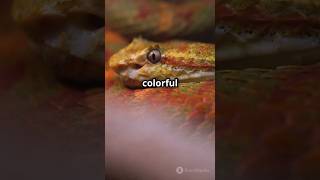 Corn Snakes VS Ball Pythons who wins  Comment below and subscribe🔔for moreai wildanimalfacts [upl. by Rednav]