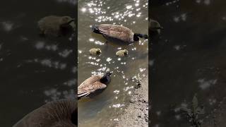 Goose Gander amp 2 Goslings Enjoying A Swim 🪿🐥 goose babyanimals family wildlife shorts [upl. by Nennahs156]