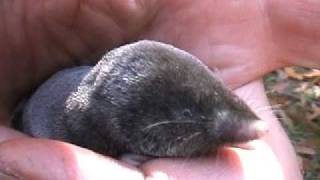 A short tailed Shrew becomes my friend [upl. by Lasala]