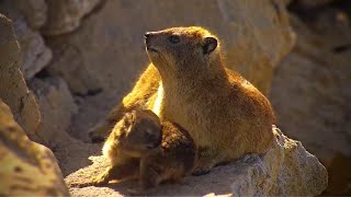 Rock Hyrax and Penguin [upl. by Aletse662]