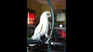 Mr Pete the Cockatoo Dancing to Lady Gaga [upl. by Eimma]