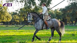 The majesty of the Lusitanos  RIDE presented by Longines [upl. by Nirtak405]