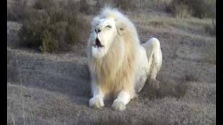 White Lion Roar [upl. by Nnaael]