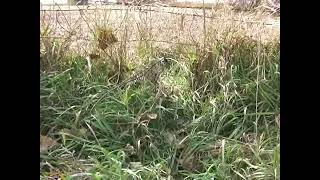 Farmland Snaring with Mark Steck [upl. by Ahsenod910]