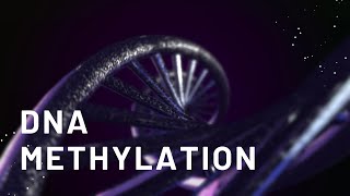 Introduction to DNA Methylation [upl. by Katrina221]