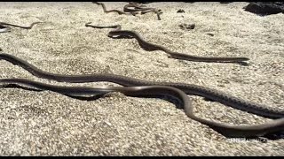 Snake vs Iguana  Planet Earth II  Saturdays  98c [upl. by Aufmann]