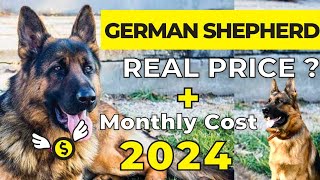 German Shepherd Price In India 2024  German Shepherd Price and Monthly Expenses [upl. by Nylirrej]