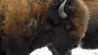 Bison des bois  Parc national Elk Island [upl. by Aniret]