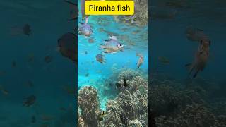 Piranha fish 🐠 shorts shajadekhanvlog [upl. by Ethban192]