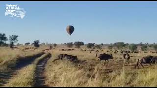 Stunning Wildebeest Migration in Serengeti [upl. by Noiraa]