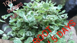 Snowbush plant gorwing by cuttingGARDENING art reels viral plants grafting jugaad video [upl. by Finnie]