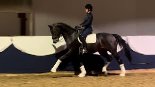 Westphalian Gelding 2015 [upl. by Celina26]