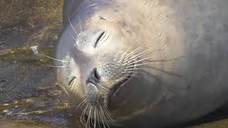 Childrens Pool Beach La Jolla Cove San Diego Seals amp Sea Lions [upl. by Angle]