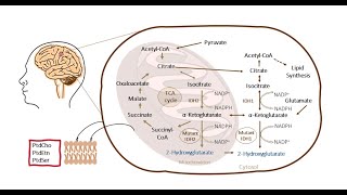 IDH1 mutation histology and treatment of tissue metabolites in diffuse glioma [upl. by Hedy633]