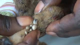 squeezing worms maggot removal from dog [upl. by Nyrac]