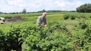 Black Raspberry Harvest Time  Indiana Berry [upl. by Ahsekal507]