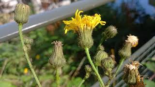 Perennial Sowthistle  A visual showcase of this hardy weed with sunny yellow blooms [upl. by Ecilegna]