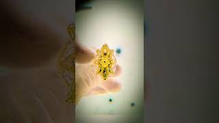 gold glitter jewellery video [upl. by Rim]