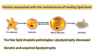 Cellular amp molecular causes of lipodystrophyFactors affecting the balance of lipid level [upl. by Manville411]