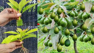 Unique skill of growing avocados using cuttings using aloe vera [upl. by Ahsinrac]