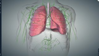 Lung Cancer Surgery [upl. by Avehstab]