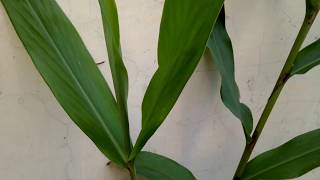 How to Grow amp Care Hedychium coronariumZingiberGulbakawaliKapur kachri khusbudar phool [upl. by Naamann]