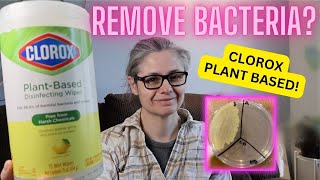 Clorox Plant Based Disinfecting Wipes Tested Do they Remove Bacteria in My Home [upl. by Cruickshank]