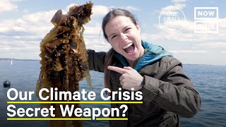 Can Seaweed Farming Reverse Climate Change  One Small Step [upl. by Ocko]