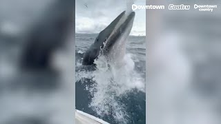 Irish familys close encounter with a minke whale caught on camera near Castletownbere CoCork [upl. by Llewsor]