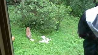 Feeding the bobcat [upl. by Viddah190]