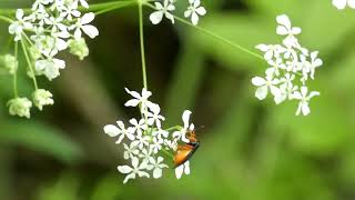 Sawfly Visits Cow Parsley Flowers for Nectar [upl. by Nomzed]